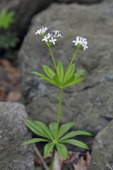 クルマバソウ（北海道・知床）
