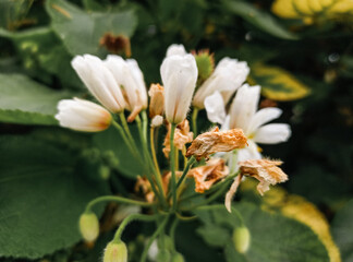 Cluster of white flower buds about to bloom seen close up, with small stems and in the middle of a large-leaved bush