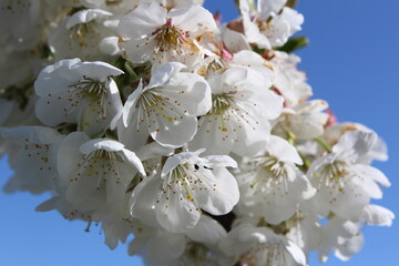 Obraz premium Flowering cherry blossoms in the spring sunshine
