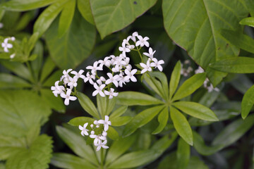 クルマバソウ（北海道・知床）
