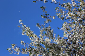 Branch with blossoming cherry flowers  with blue sky