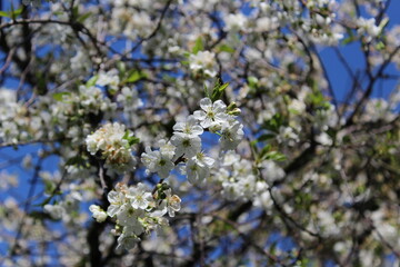 Branch with blossoming cherry flowers in spring