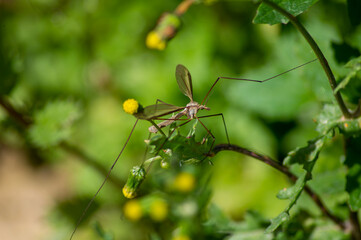 Tipula insecto