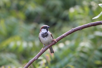 Little house sparrow siting on the green tree branch