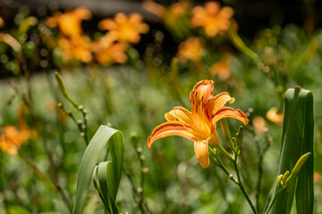 Obraz premium Campo de flores amarelas