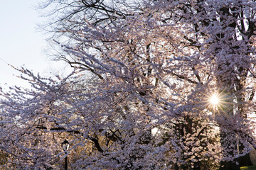 Cherry Blossom Sunrise 