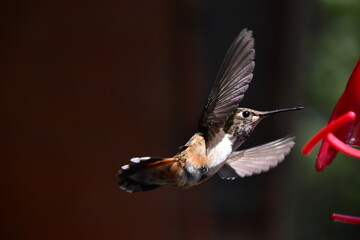 Hummingbird flying mid-air