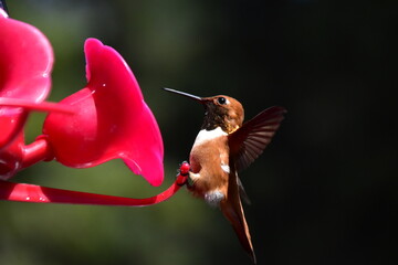 Hummingbird at feeder closeup