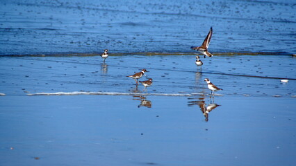 Flock of Semipalmated plovers (Charadrius semipalmatus) on the beach in Canoa, Ecuador