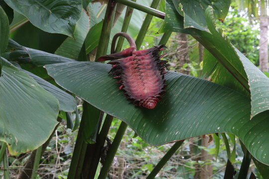 platanillos panam&aacute;
