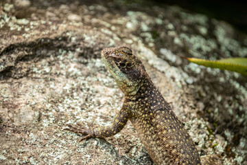 O lagarto