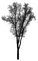 Silhouette of a tree on a white background. Realistic black and white illustration of a poplar tree.