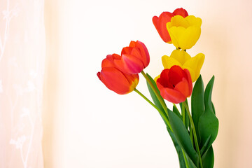 Obraz premium Closeup of freshly cut Closeup of freshly cut yellow and red tulips yellow and red tulips 