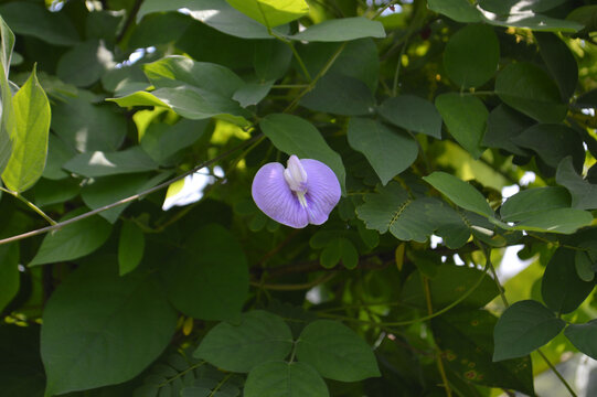Purple Flower Of Butterfly Pea Or Centrosema Pubescens Among The Leaves