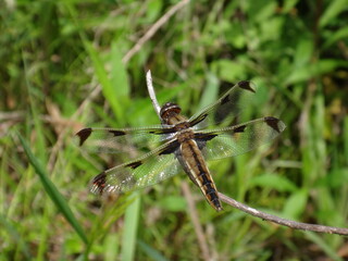 A rare Japanese dragonfly that lives in a wetland