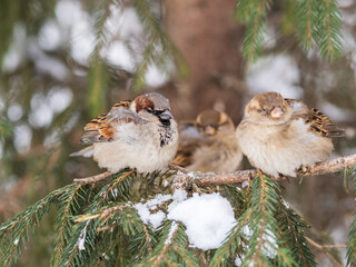 Two Sparrows sits on a branch without leaves.