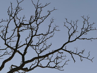 branches against sky