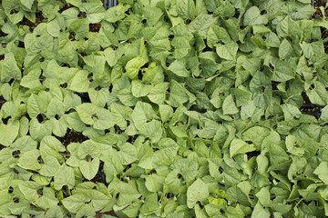 Young kidney bean sprouts growing in the garden 