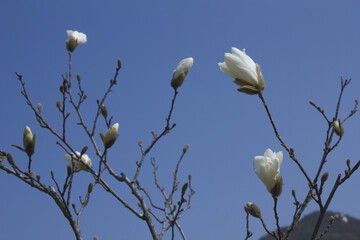 
A white magnolia flower in full bloom.