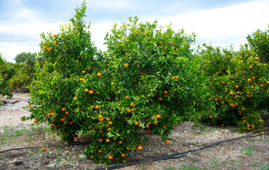 Fototapeta na wymiar Green tangerines trees with ripe orange fruits on citrus plantation..