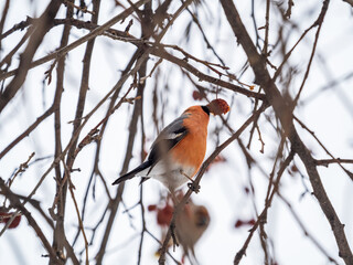 Bullfinch sits on a branch and eats small red apples. The Eurasian or common bullfinch, pyrrhula pyrrhula