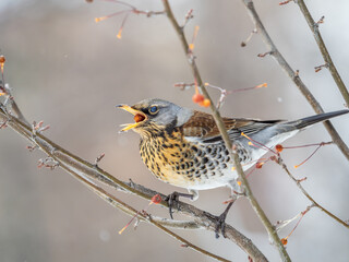 Fieldfare sitting on the bush and feeding on wild red apples in winter or early spring time.