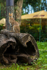 Serval sits on a felled tree in the Zoo