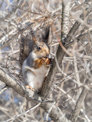 The squirrel with nut sits on tree in the winter or late autumn
