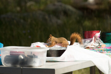 Picnic Pest © Dennis Laughlin