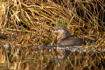 Otter by the Lake