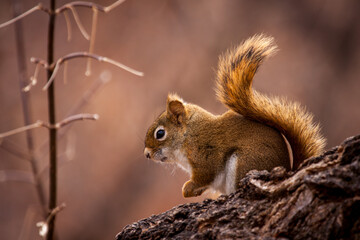 Naklejka na ściany i meble Red Squirrel on a Branch