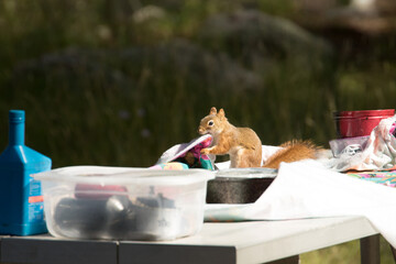 Picnic Pest - pesky squirrel © Dennis Laughlin