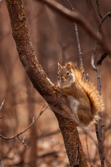 Red Squirrel on a Branch