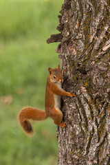 Red Squirrel Climbing