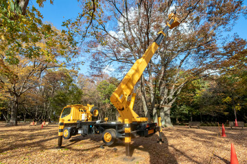 東京都代々木公園の植栽の剪定