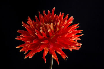 Large dahlia flower on a black background close-up