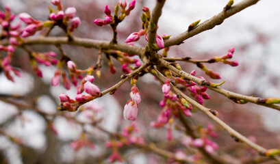Young Cherry blossom buds on a tree branch