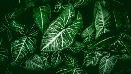 leaves background