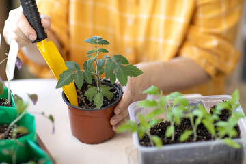 Young, strong tomato seedlings in women's hands