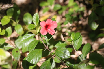 Pink flower nestled amongst green leaves