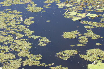 lillipads and depths