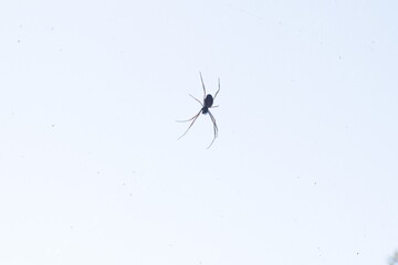 Spider