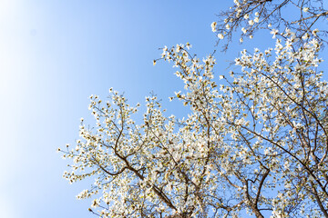 Obraz premium Flower in Spring 봄꽃의 개화