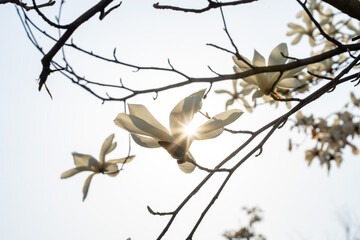 Flower in Spring 봄꽃의 개화