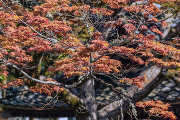 紅葉したモミジと瓦屋根　秋イメージ