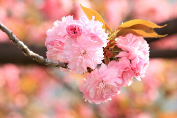 八重桜　アップ