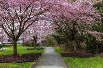 Cherry Blossom Trees over a scenic path in a neighborhood. Spring Season. Langley, Vancouver, British Columbia, Canada.