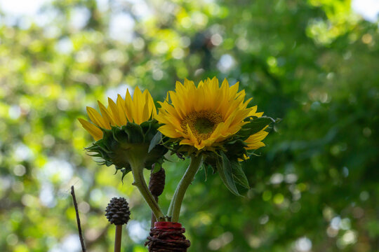 Spring Sunflowers