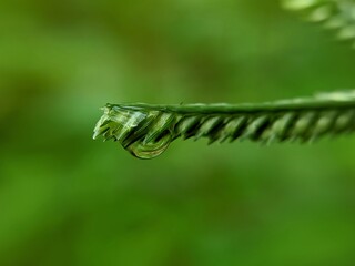 water drops on a blade of grass