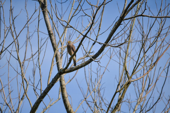 Rupornis magnirostris  gavil&aacute;n pollero